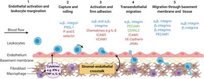 Insights Into Leukocyte Trafficking in Inflammatory Arthritis – Imaging the Joint